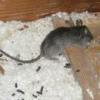 Roof Rats 'The Culprit'